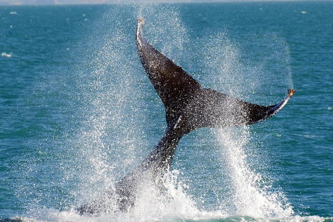 Whale Watching Tour - Accommodation NT 1