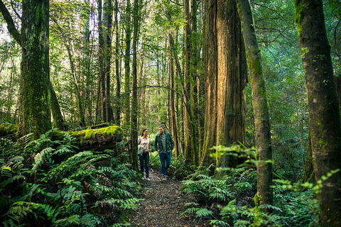 Private Great Ocean Road And Twelve Apostles Tour From Melbourne - Accommodation NT 4