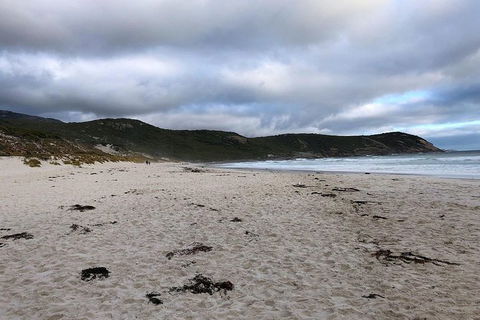 Wilsons Promontory Walking And Sightseeing Tour From Phillip Island - Accommodation NT 11