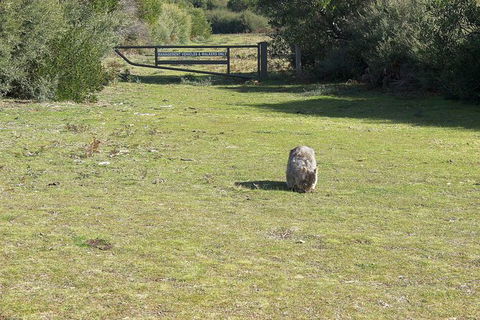 Wilsons Promontory Walking And Sightseeing Tour From Phillip Island - Accommodation NT 9