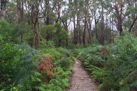 Wilsons Promontory Walking And Sightseeing Tour From Phillip Island - Accommodation NT 6