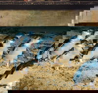 Half Day Phillip Island Penguin Parade PLUS Tour - Accommodation NT