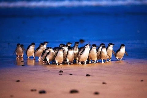 Half Day Phillip Island Penguin Parade PLUS Tour - Accommodation NT 1