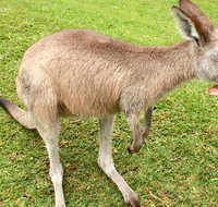 2 Day Exclusively Private Tour Of Phillip Island  The Penguin Parade - Accommodation NT