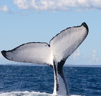 Phillip Island Whale Watching Tour - Accommodation NT