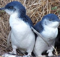 Day Tour of Phillip Island Nature Parks  Penguins - Accommodation NT
