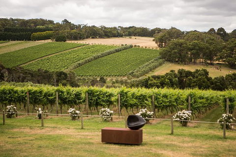 Montalto Vineyard: Mornington Peninsula Discovery Wine Tasting And Lunch - Accommodation NT 0