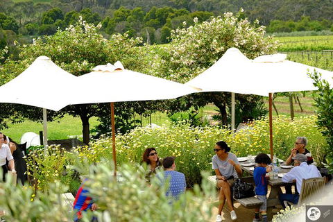 Montalto Vineyard: Mornington Peninsula Discovery Wine Tasting And Lunch - Accommodation NT 6