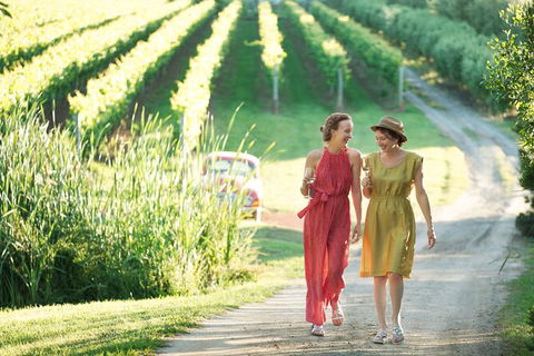 Montalto Vineyard: Mornington Peninsula Discovery Wine Tasting And Lunch - Accommodation NT 5