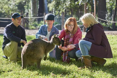 Australian Wildlife Experience At Healesville Sanctuary - Accommodation NT 0
