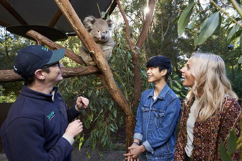 Australian Wildlife Experience At Healesville Sanctuary - Accommodation NT 1