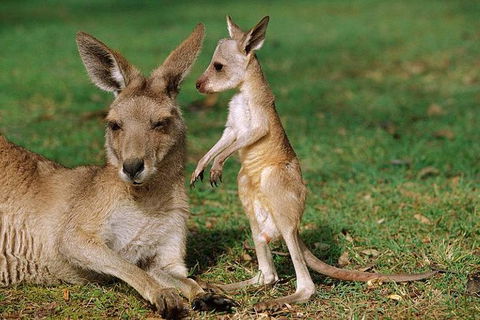 HEALESVILLE SANCTUARY ZOOBUS - MELBOURNE CITY RETURN - Accommodation NT 0