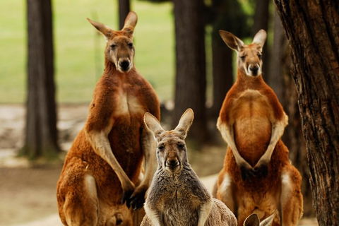 Ballarat And Sovereign Hill Gold Mining Town Day Trip From Melbourne - Accommodation NT 1
