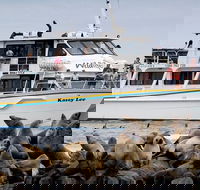 Phillip Island Seal-Watching Cruise - Accommodation NT