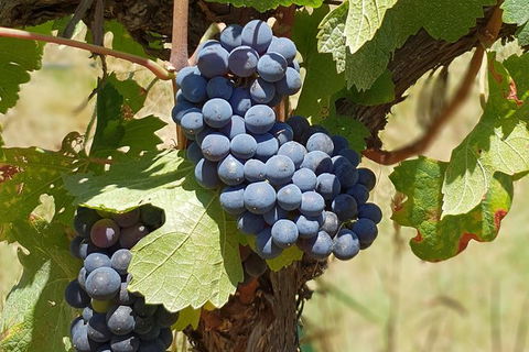 Wine Tasting Tour In The Yarra Valley - Accommodation NT 1