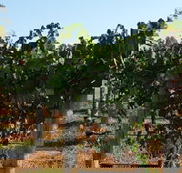 Wine Tasting Tour in The Yarra Valley - Accommodation NT