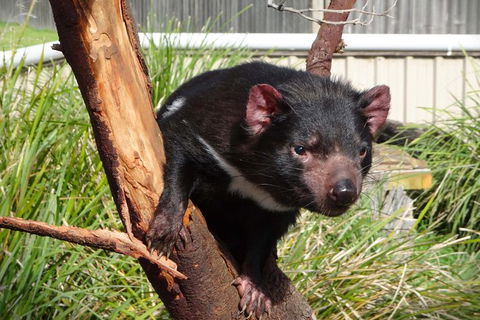 Tasmania 6 Day \'Tour In Circle\' - Accommodation NT 1