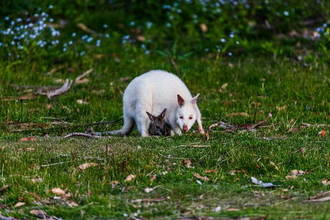 Bruny Island All Inclusive Gourmet Day Trip From Hobart - Accommodation NT 26