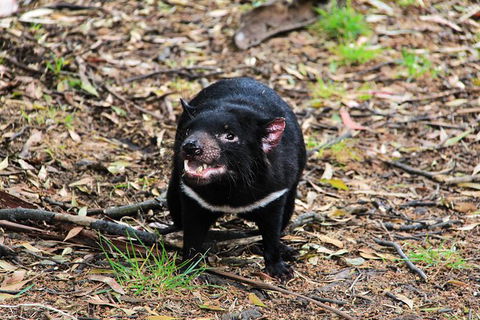 5-Day Best Of Tasmania Tour From Hobart - Accommodation NT 8