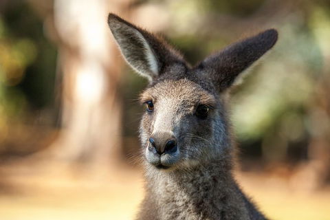 Port Arthur And Tassie Devils Active Day Tour From Hobart - Accommodation NT 12
