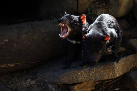 Port Arthur And Tassie Devils Active Day Tour From Hobart - Accommodation NT 5