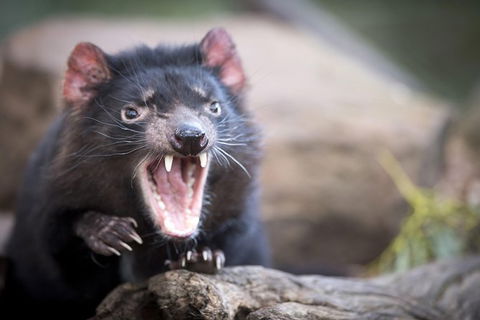 Port Arthur And Tassie Devils Active Day Tour From Hobart - Accommodation NT 2
