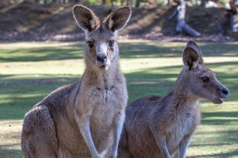 Port Arthur And Tassie Devils Active Day Tour From Hobart - Accommodation NT 10