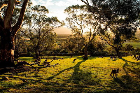 Shore Excursion: Five Of Hobart's Best In One Day - Accommodation NT 1