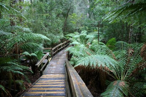 Small-group DayTour From Hobart: Hastings Caves, Huon Valley And Tahune AirWalk - Accommodation NT 0