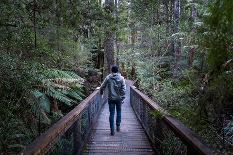 Small-group DayTour From Hobart: Hastings Caves, Huon Valley And Tahune AirWalk - Accommodation NT 11