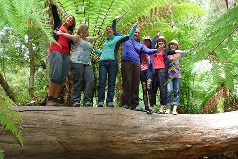Mt Field National Park Active Day-Trip Including Bonorong And Mt Wellington - Accommodation NT 4
