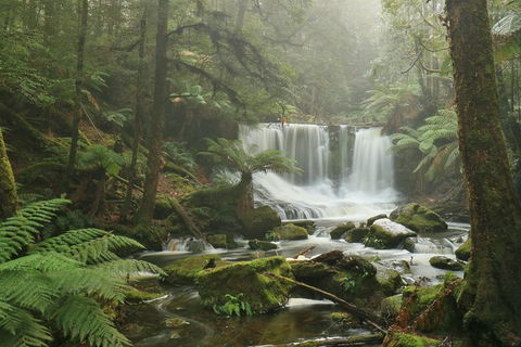 Mt Field National Park Active Day-Trip Including Bonorong And Mt Wellington - Accommodation NT 10