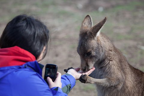 Mt Field National Park Active Day-Trip Including Bonorong And Mt Wellington - Accommodation NT 14