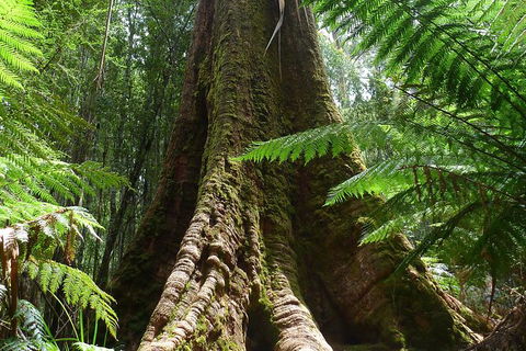 Mt Field National Park Active Day-Trip Including Bonorong And Mt Wellington - Accommodation NT 11