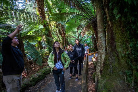 Mt Field National Park Active Day-Trip Including Bonorong And Mt Wellington - Accommodation NT 5