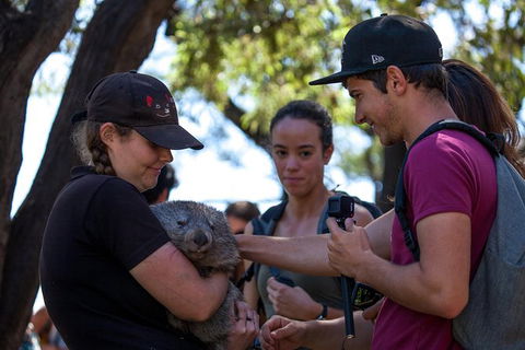 Mt Field National Park Active Day-Trip Including Bonorong And Mt Wellington - Accommodation NT 13