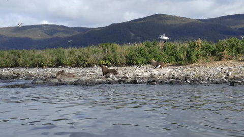 Fresh From The Ocean: Tasmanian Seafood Gourmet Full-Day Cruise Including Lunch - Accommodation NT 11