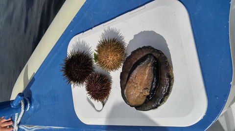 Fresh From The Ocean: Tasmanian Seafood Gourmet Full-Day Cruise Including Lunch - Accommodation NT 6