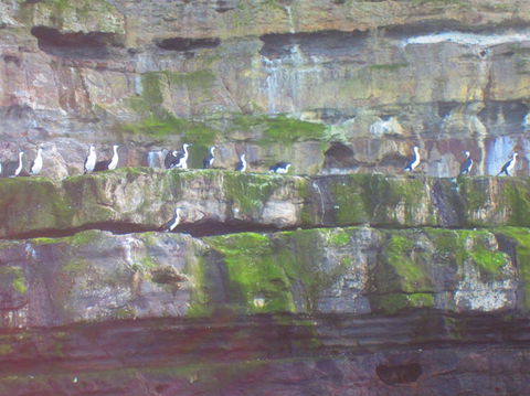 Full-Day Tasman Peninsula Tour From Hobart - Accommodation NT 12