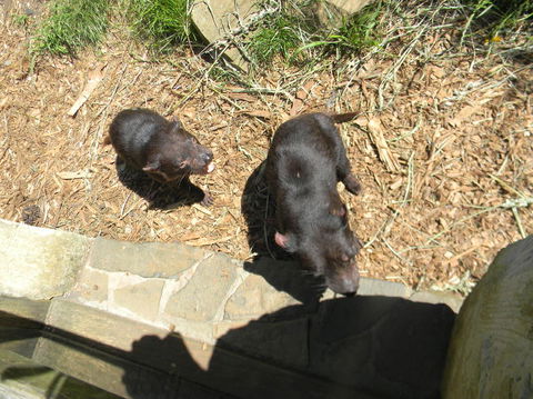 Full-Day Tasman Peninsula Tour From Hobart - Accommodation NT 3