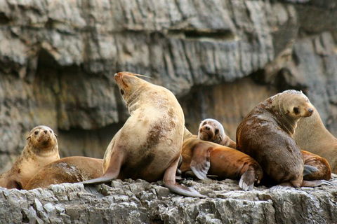 Full-Day Tasman Peninsula Tour From Hobart - Accommodation NT 22