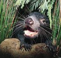 Hobart Shore Excursion Half Day Bonorong Wildlife Park with Richmond Tour - Accommodation NT