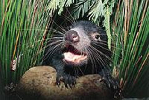 Hobart Shore Excursion: Half Day Bonorong Wildlife Park With Richmond Tour - Accommodation NT 0