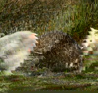 Bruny Island premium private photo-oriented day tour from Hobart - Accommodation NT
