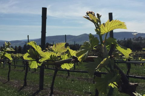 Mona And Wine Experience Tour - Accommodation NT 1