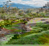 Shore Excursion Hobart's Best In Half A Day - Accommodation NT