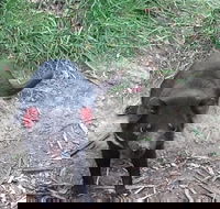 South East Food Sightseeing Private Tour with the Tasmanian Devil Unzoo - Accommodation NT