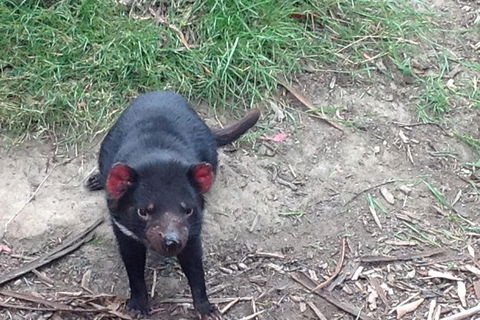 South East Food, Sightseeing Private Tour With The Tasmanian Devil Unzoo - Accommodation NT 0