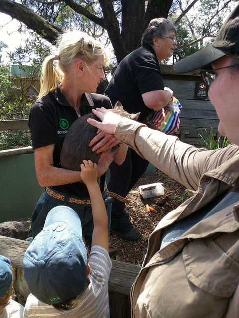Private Bonorong Wildlife Sanctuary And Richmond 5 Hour Trip From Hobart - Accommodation NT 5