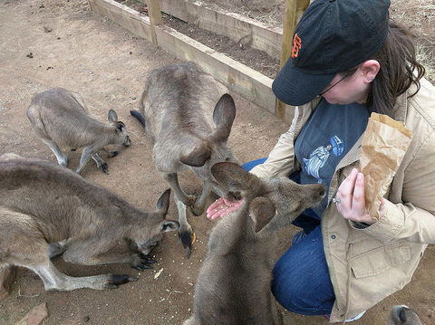 Private Bonorong Wildlife Sanctuary And Richmond 5 Hour Trip From Hobart - Accommodation NT 3